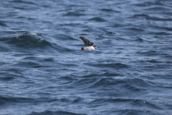Gözlüklü gulyabani (
