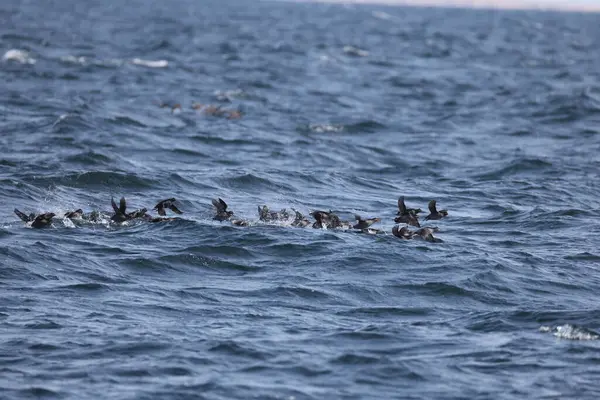 Aethia cristatella, Alcidae familyasından Kuzey Pasifik ve Bering Denizi boyunca yayılmış bir kuş türüdür. Bu fotoğraf Japonya, Hokkaido 'da çekildi..