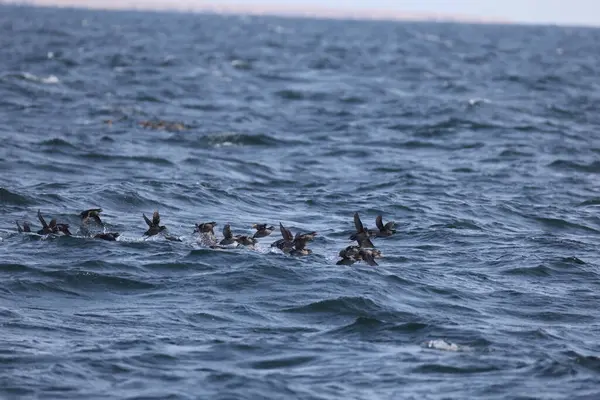 Aethia cristatella, Alcidae familyasından Kuzey Pasifik ve Bering Denizi boyunca yayılmış bir kuş türüdür. Bu fotoğraf Japonya, Hokkaido 'da çekildi..