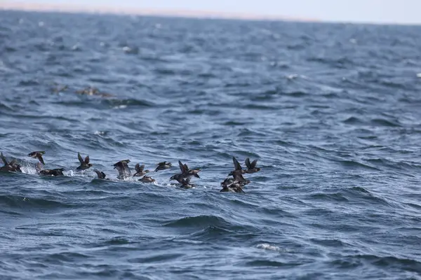 Aethia cristatella, Alcidae familyasından Kuzey Pasifik ve Bering Denizi boyunca yayılmış bir kuş türüdür. Bu fotoğraf Japonya, Hokkaido 'da çekildi..