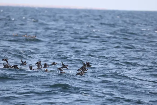 Aethia cristatella, Alcidae familyasından Kuzey Pasifik ve Bering Denizi boyunca yayılmış bir kuş türüdür. Bu fotoğraf Japonya, Hokkaido 'da çekildi..