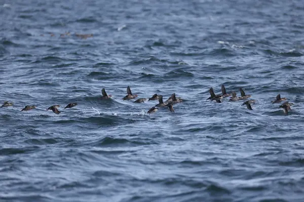Aethia cristatella, Alcidae familyasından Kuzey Pasifik ve Bering Denizi boyunca yayılmış bir kuş türüdür. Bu fotoğraf Japonya, Hokkaido 'da çekildi..