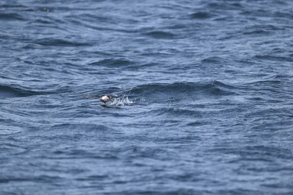 Güvercin lonlemot (Cepphus columba), alcidae familyasından bir kuş türü. Bu fotoğraf Japonya, Hokkaido 'da çekildi..