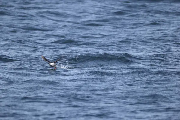 Güvercin lonlemot (Cepphus columba), alcidae familyasından bir kuş türü. Bu fotoğraf Japonya, Hokkaido 'da çekildi..