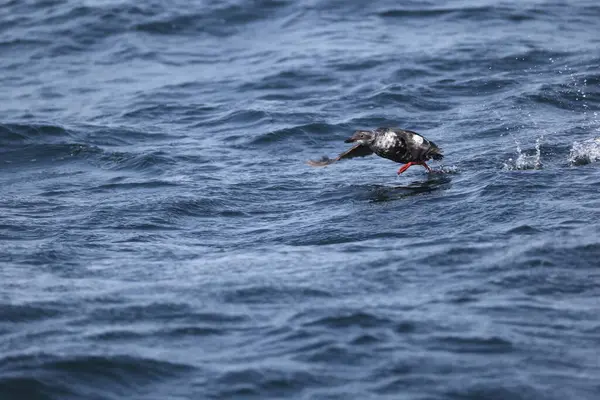 Güvercin lonlemot (Cepphus columba), alcidae familyasından bir kuş türü. Bu fotoğraf Japonya, Hokkaido 'da çekildi..