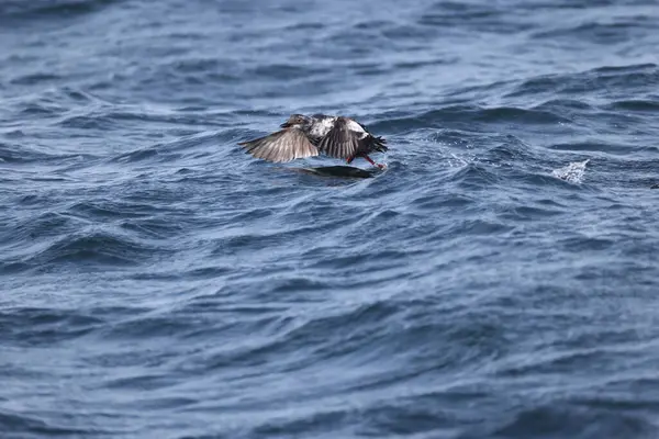 Güvercin lonlemot (Cepphus columba), alcidae familyasından bir kuş türü. Bu fotoğraf Japonya, Hokkaido 'da çekildi..