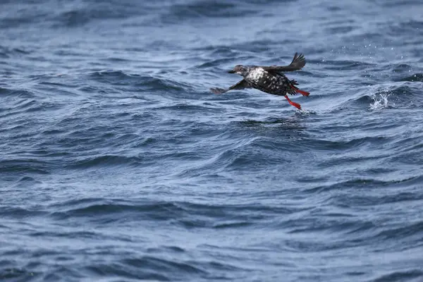 Güvercin lonlemot (Cepphus columba), alcidae familyasından bir kuş türü. Bu fotoğraf Japonya, Hokkaido 'da çekildi..