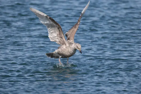 Cazibeli martı (Larus glaucescens) büyük, beyaz başlı bir martıdır. Bu fotoğraf Japonya, Hokkaido 'da çekildi..