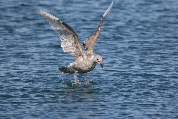 Глазокрылая чайка (Larus glaucescens) - большая белоголовая чайка. Эта фотография была сделана на Хоккайдо, Япония.