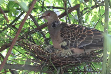 Doğu kaplumbağa güvercini (