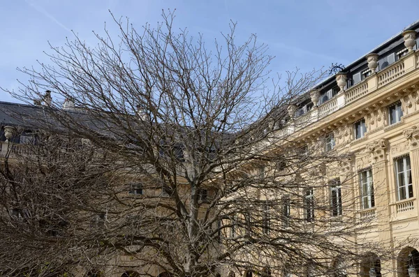 法国巴黎一座具有历史意义的建筑前 一棵没有叶子的大冬树 — 图库照片