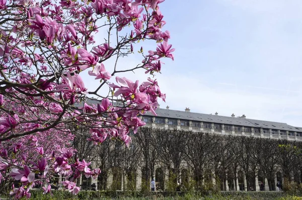 Paryż Francja Marca 2023 Piękny Widok Pałacu Królewskiego Wielkim Różowym — Zdjęcie stockowe