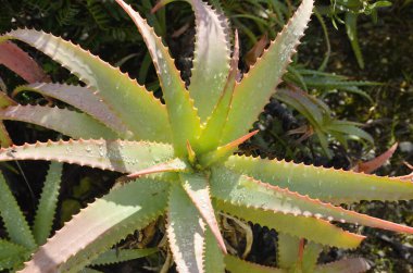 Krantz aloe bitkisi sabah Marbella, Endülüs, İspanya 'nın bahçesinde