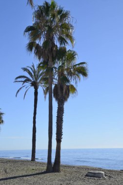 Güneşli bir Aralık gününde, Marbella, Endülüs, İspanya 'da yalnız sahilde palmiye ağaçları.