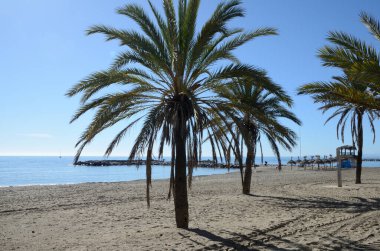 İspanya 'nın Marbella şehrinde güneşli bir sonbahar gününde Banus sahilinde palmiye ağaçları.
