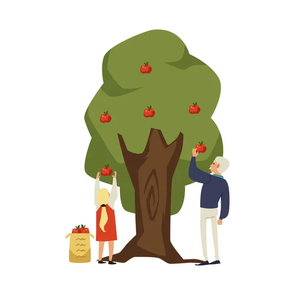 Παππού Συγκεντρώνει Μήλα Από Δέντρο Εγγονή Επίπεδη Διανυσματική Απεικόνιση Που — Διανυσματικό Αρχείο