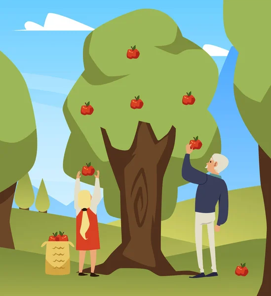Opa Und Mädchen Ernten Äpfel Flach Cartoon Vektor Illustration Konzept — Stockvektor