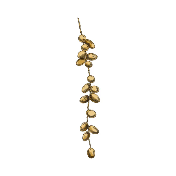 熟した甘い果実と新鮮な日付のヤシの枝 白い背景に隔離された手描きのスケッチベクトルイラスト 食品パック用ナツメヤシ植物の詳細 — ストックベクタ