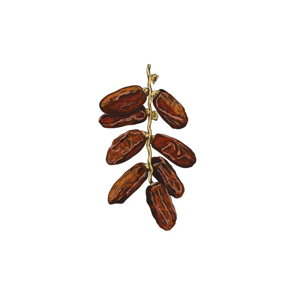 新鮮な甘い果物の日付ヤシの植物植物の詳細なイメージは 小枝に手描きベクトルイラスト白の背景に隔離されました 枝の上の新鮮なデートベリー — ストックベクタ