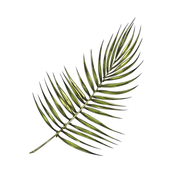 Ветка Пальмы Зелеными Листьями Векторная Иллюстрация Белом Фоне Ручной Рисованный — стоковый вектор