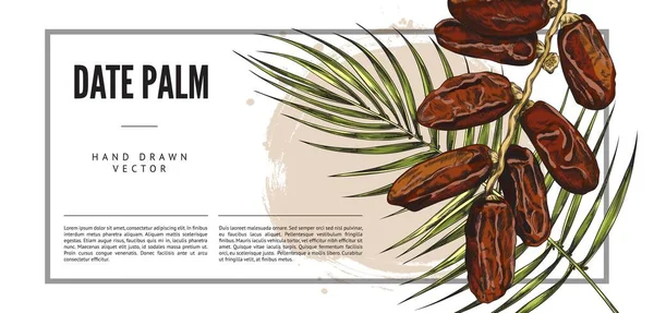 Datum Palm Horizontale Banner Sjabloon Met Takken Vruchten Van Dadels — Stockvector
