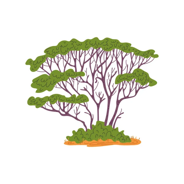 Arbre Africain Haute Couronne Style Plat Illustration Vectorielle Isolée Sur — Image vectorielle