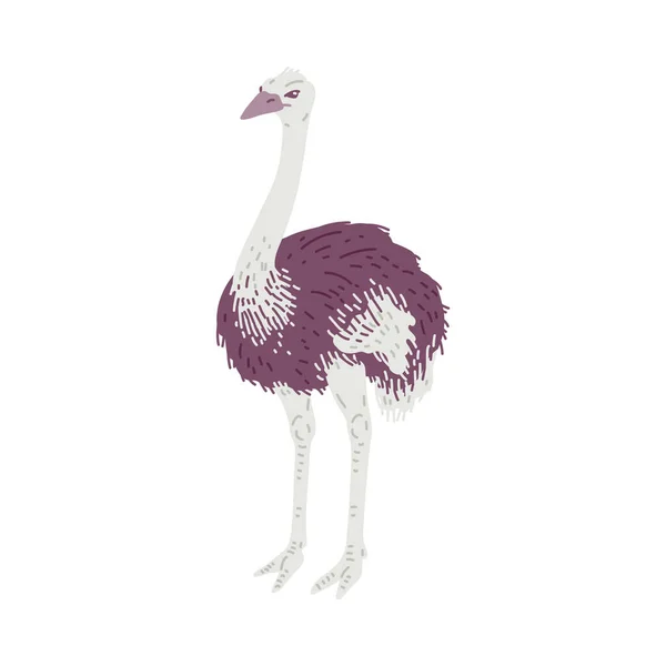 African Ostrich Bird Long Neck Flat Cartoon Vector Illustration Isolated — Stock Vector