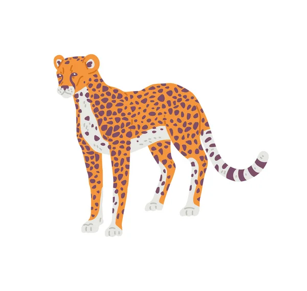 猎豹非洲掠食者野生动物平面卡通矢量图解分离的白色背景 非洲野生动物和稀树草原动物的猎豹代表 — 图库矢量图片