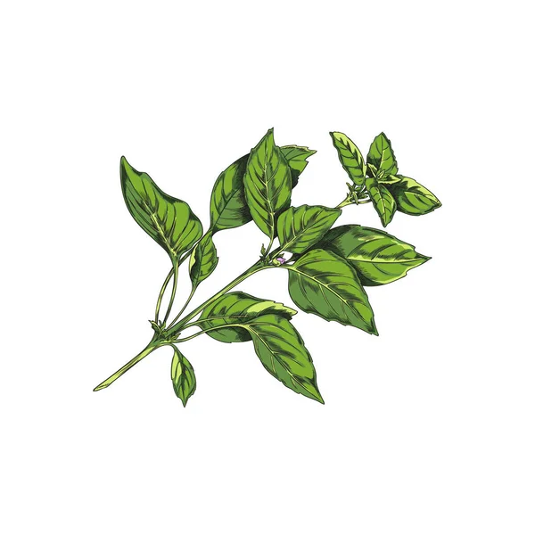 緑の芳香のバジルハーブの単一の枝のスケッチや彫刻手の白い背景に隔離されたスタイルのベクトルイラスト バジルヴィンテージの手描きのシンボル — ストックベクタ