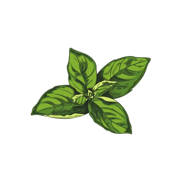 Picked Basil Φύλλα Ζωγραφισμένα Στο Χέρι Σχέδιο Χάραξης Στυλ Διανυσματική — Διανυσματικό Αρχείο