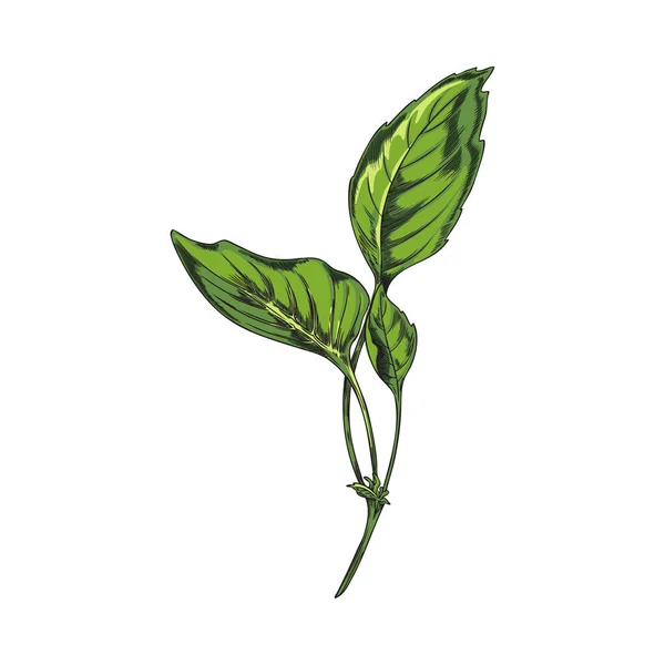 葉のスケッチスタイルで緑のバジルの小枝を手描き 白い背景に隔離されたベクトルイラスト 天然のおいしいスパイス 芳香族料理製品 黒アウトライン — ストックベクタ