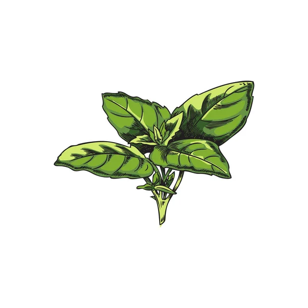 バジルの葉の束 白の背景に孤立手描きのスケッチベクトルイラスト ヴィンテージの彫刻テクスチャとバジルのハーブの色絵 — ストックベクタ