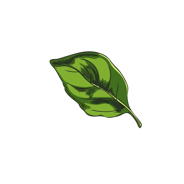 Dessiné Main Vert Vif Style Croquis Feuille Basilic Illustration Vectorielle — Image vectorielle