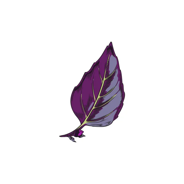 Лист Фиолетового Базилика Нарисованный Вручную Векторный Рисунок Белом Фоне Винтажный — стоковый вектор