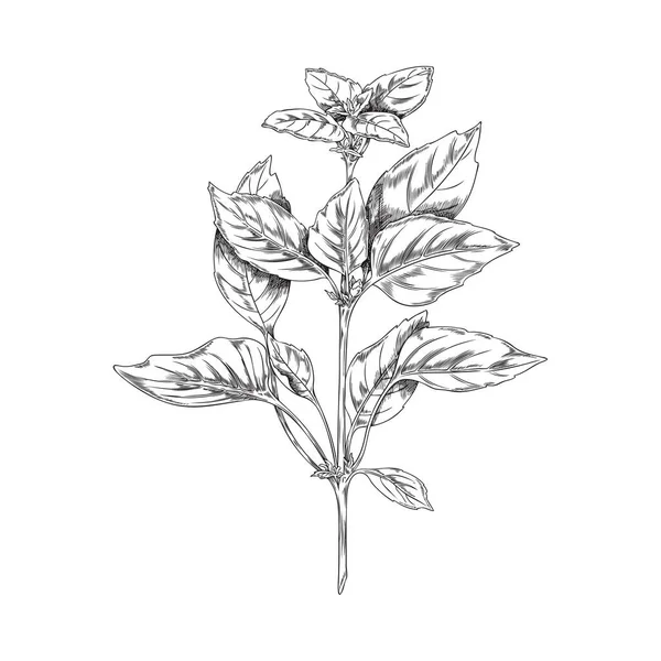 手绘单色罗勒分枝叶素描风格 向量图以白色背景隔离 黑色轮廓装饰设计元素 天然草本植物 — 图库矢量图片