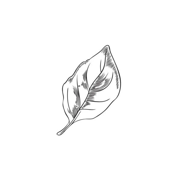 白の背景に隔離されたバジルの植物彫刻スケッチスタイルのベクトルイラストの新鮮な単葉 デザイン調味料ラベル用フレッシュバジルヴィンテージ手描き — ストックベクタ