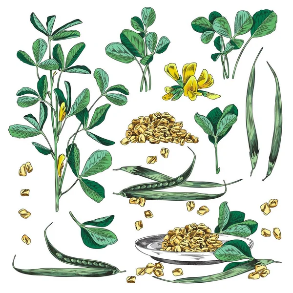 Plantas Feno Grego Com Flores Sementes Desenhado Mão Ilustração Vetorial —  Vetores de Stock
