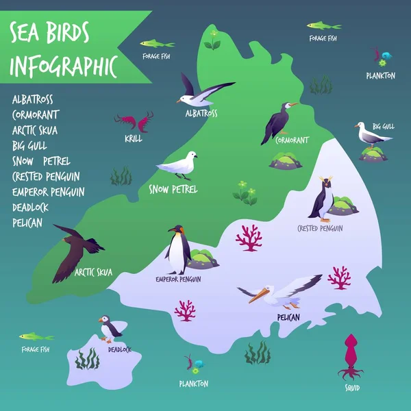 Морские Птицы Отображают Инфографические Плоские Векторные Иллюстрации Изолированные Белом Фоне — стоковый вектор