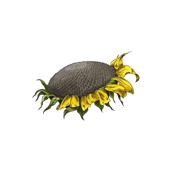 Head of ripe open sunflower with black seeds, hand drawn engraving style vector illustration isolated on white background. Sunflower plant for seeds and oil packs.