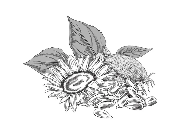 Hand Drawn Sunflower Plant Head Seeds Monochrome Sketch Vector Illustration — Vetor de Stock