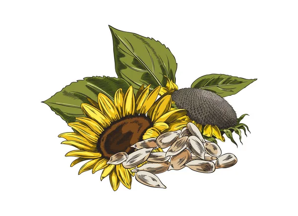 Sunflower flowers and seeds, hand drawn engraved or etched vector illustration isolated on white background. Ripe sunflower plant with nuts containing oil.