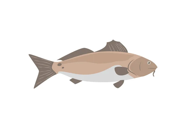 Karper Zoetwatervissen Gekweekt Voor Voedsel Vlakke Vectorillustratie Geïsoleerd Witte Achtergrond — Stockvector
