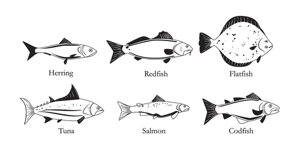 有名称的海产食用鱼 信息海报或横幅上的一组鱼图像 白色背景上孤立的黑白矢量图解 — 图库矢量图片
