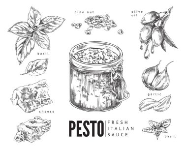 İtalyan pesto malzemeleri ve kavanozda taze pesto sosu, beyaz arka planda izole edilmiş klasik tarz vektör çizimi. İtalyan mutfağı ve yemek sosu..