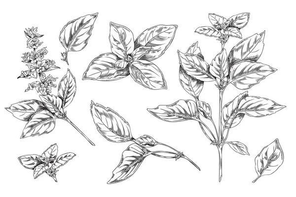 罗勒植物学的一套油墨草图风格矢量图形孤立在白色背景 用部分植物和叶子手工提取罗勒芳香药草 — 图库矢量图片
