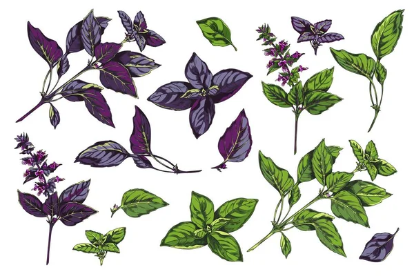Piros Rubin Zöld Bazsalikom Gyógynövény Nagy Gyűjtemény Vázlat Kézzel Rajzolt — Stock Vector