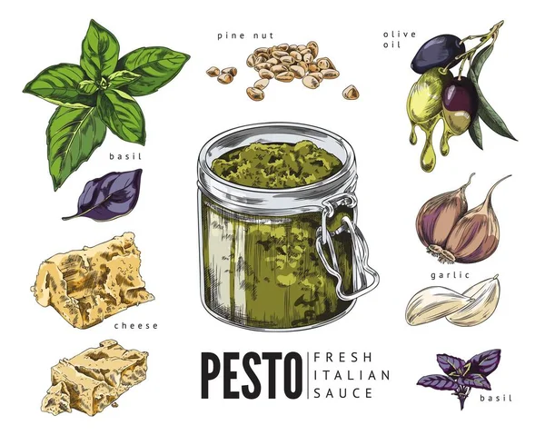 Italiaanse Pesto Voedsel Dressing Ingrediënten Recept Van Pesto Saus Met — Stockvector