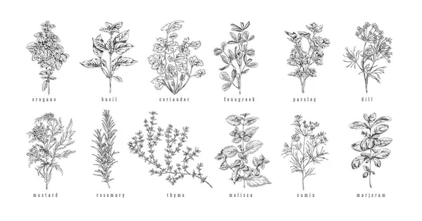 요리용 허브와 식물은 배경에 손으로 스케치 스타일 삽화를 그렸다 식물을 — 스톡 벡터