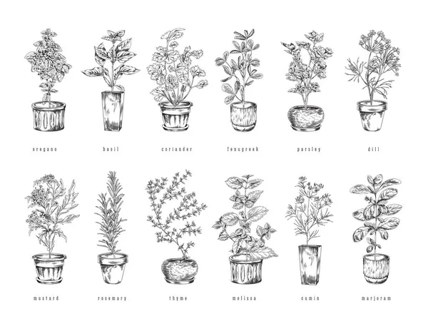 一套手绘单色天然草本植物在盆栽素描风格 载体图以白色背景分离 植物名 黑色轮廓装饰设计元素集合 — 图库矢量图片