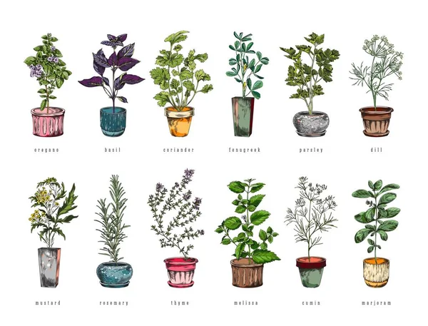 Plantes Herbes Culinaires Biologiques Poussant Dans Des Pots Ensemble Illustration — Image vectorielle